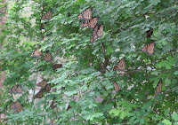 Butterflies