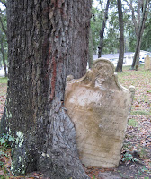 tree gravestone engulfed by tree