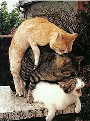 gatos fazem menage a trois e voyerismo