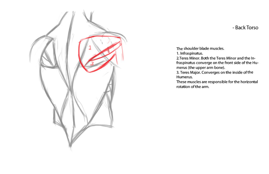 Design Lessons: anatomy