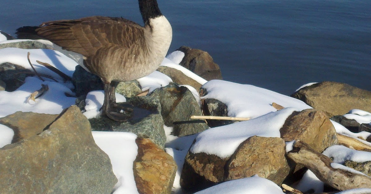 Seeing Washington Goose