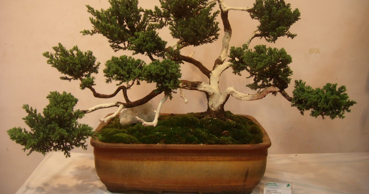 my missing shoe: Bonsai
