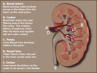is pepcid safe for kidney disease