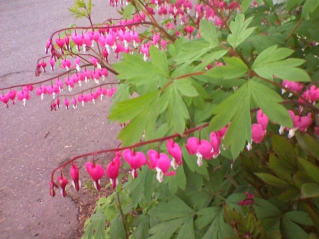 [0508081858-795507.jpg]