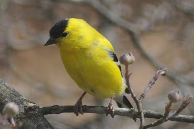 Colvin Run Habitat: Goldfinches (Wild Canaries) Confirm Arrival of Spring