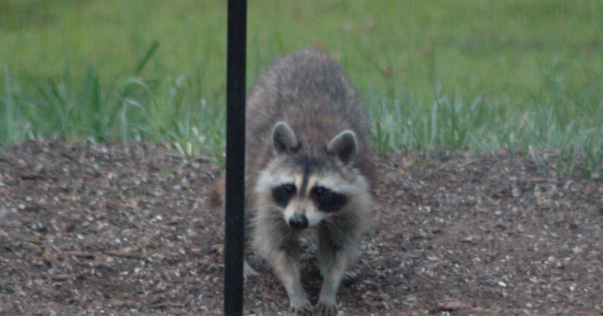 Colvin Run Habitat: Raccoon Finally Photographed