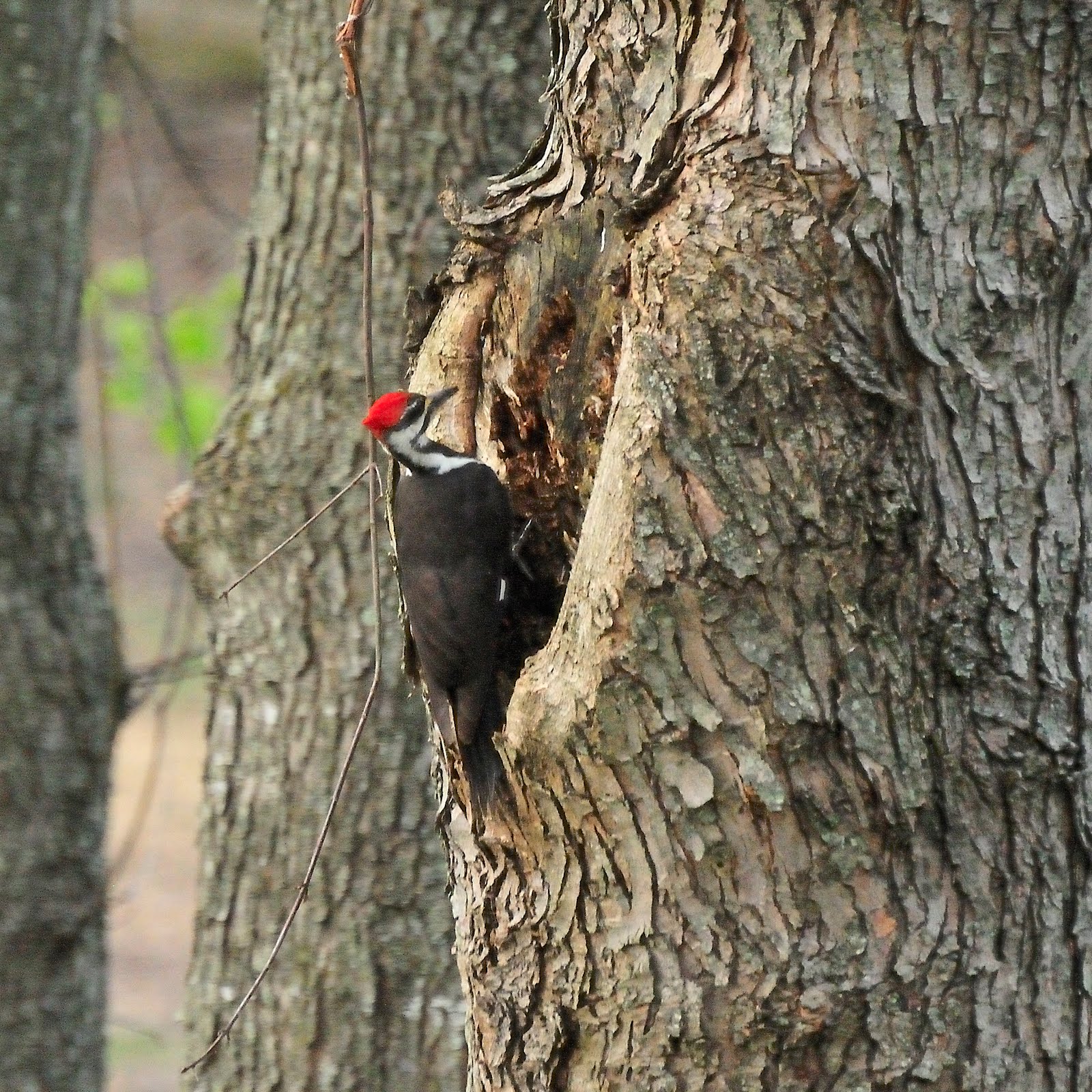 colvin run habitat pileated woodpecker digging for ants colvin run habitat pileated woodpecker digging for ants