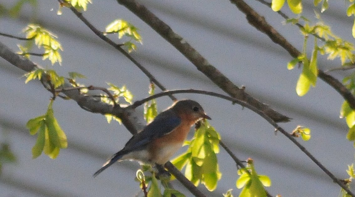 Colvin Run Habitat: A Walk Through the Habitat: Eastern Bluebird