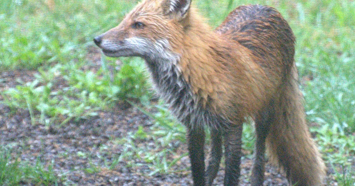 Colvin Run Habitat RedTailed Fox Eating Sunflower Seeds