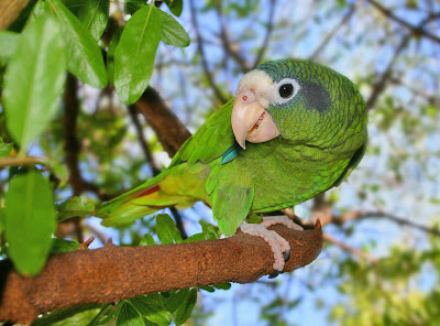 Amazona ventralis Amazonaventralis2+(1)