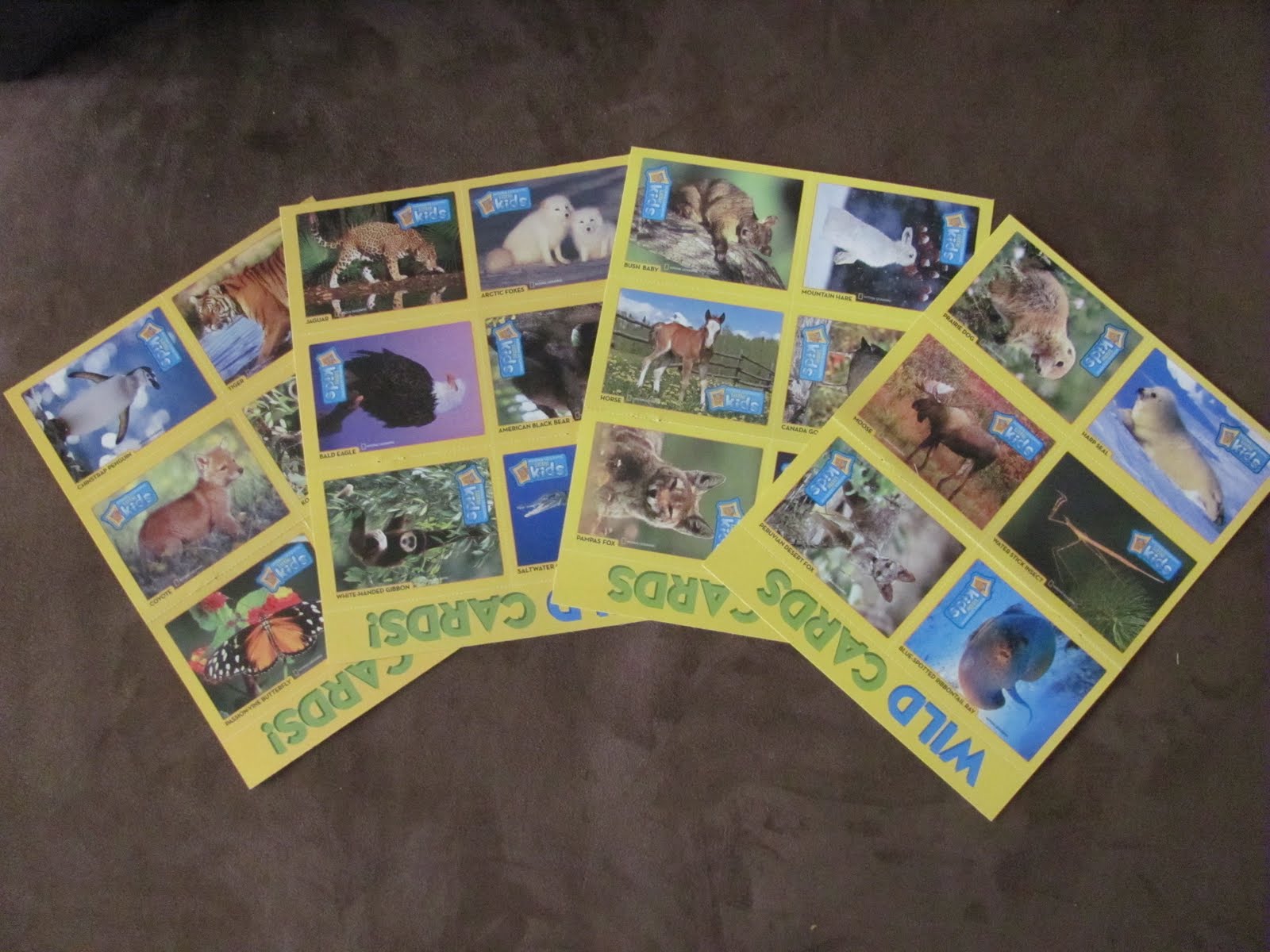 Army Mom's Place National Geographic Little Kids Review and Giveaway