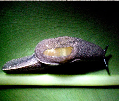 Snail Lung
