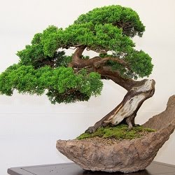 Esqueje de Aligustre Bonsai