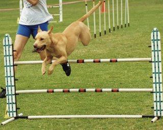 FREESTYLE CANINO freestyle canino: