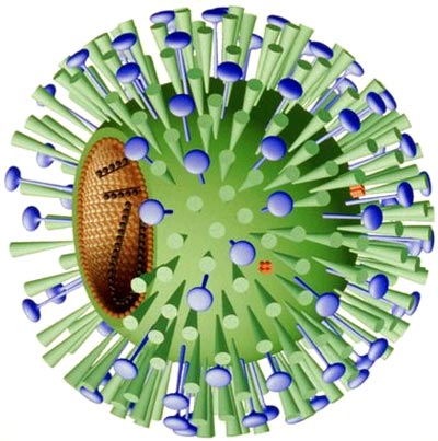 [1-influenza-virus.jpg]