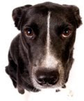 Wouldn't you really rather adopt?