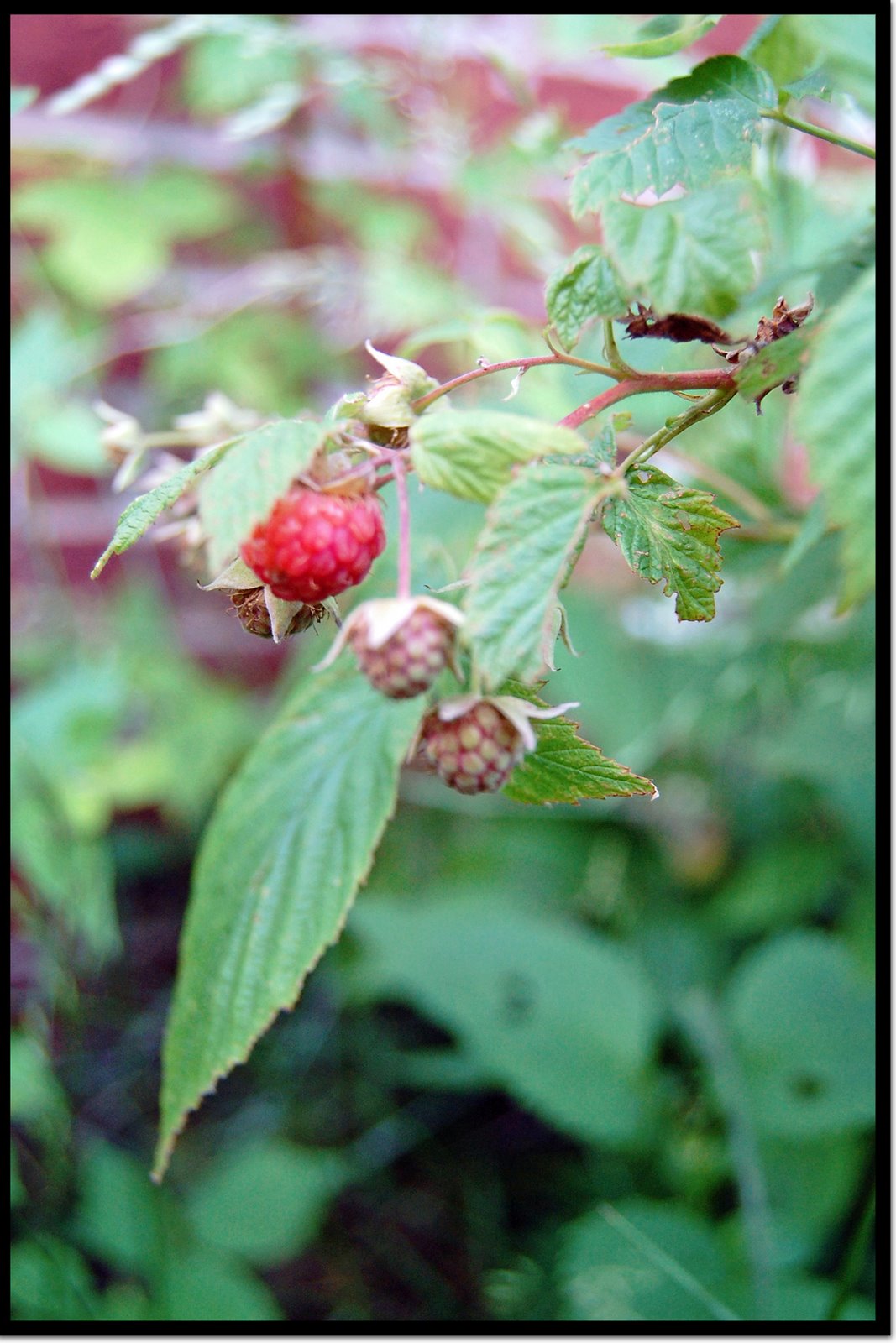 [raspberry.jpg]