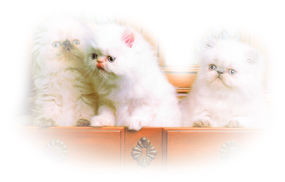 [1pa_FluffyKittens_2003_09_Tubed_by_Morrigan-708275.png]