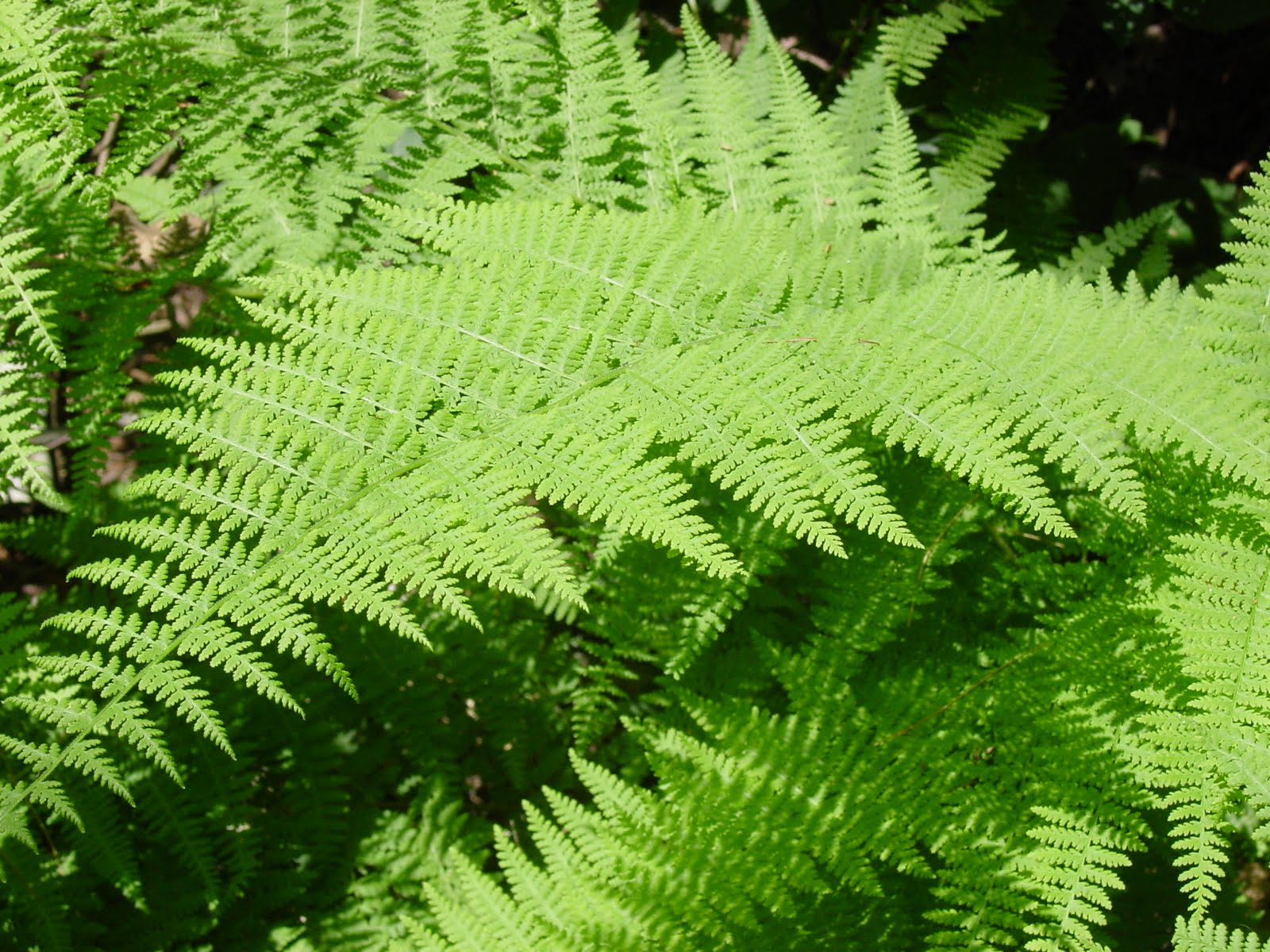 Fern Identification