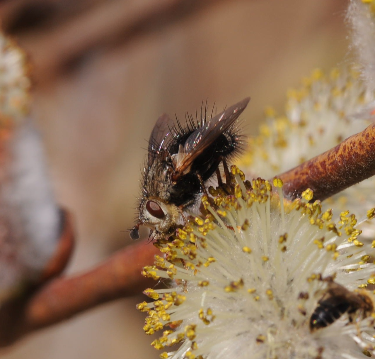 An Adirondack Naturalist in Illinois More Insects of Early Spring