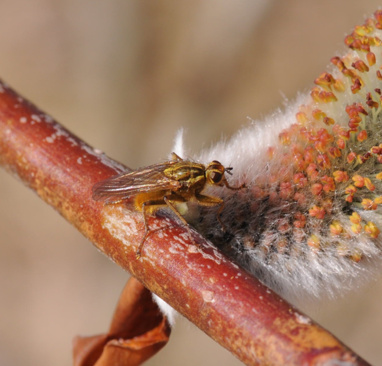 An Adirondack Naturalist in Illinois More Insects of Early Spring