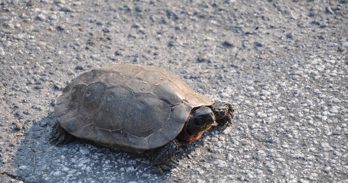 An Adirondack Naturalist in Central New York: Turtle Alert