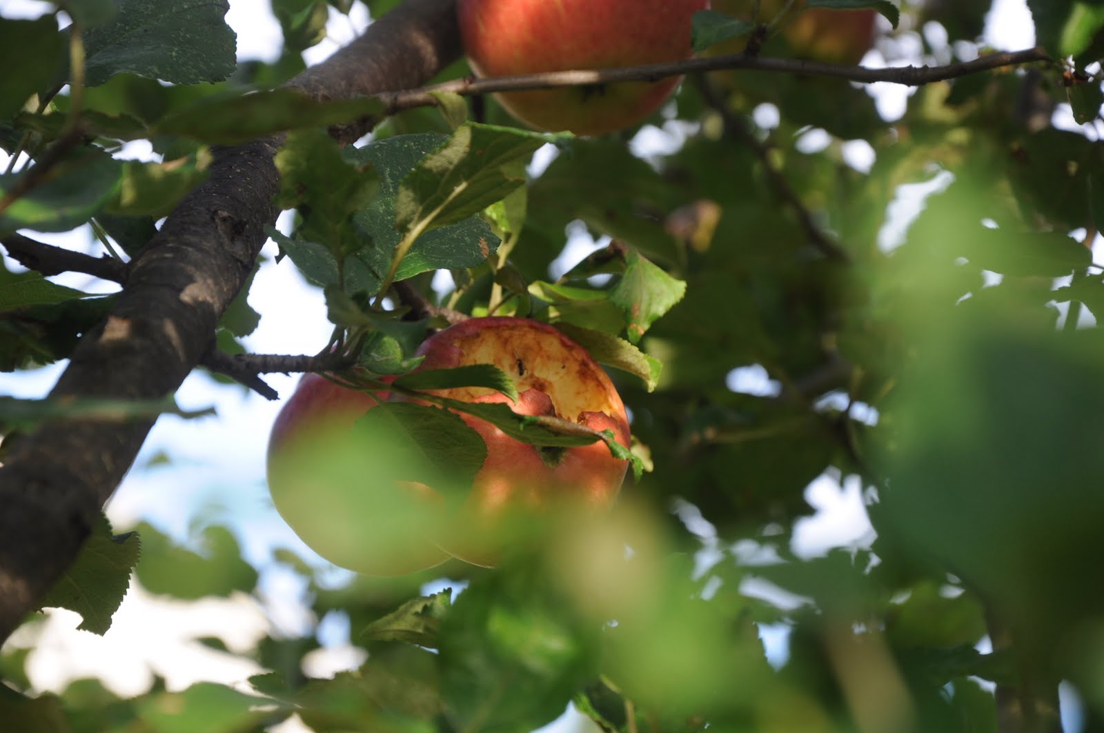 Adirondack Gardening Stop Eating My Apples!