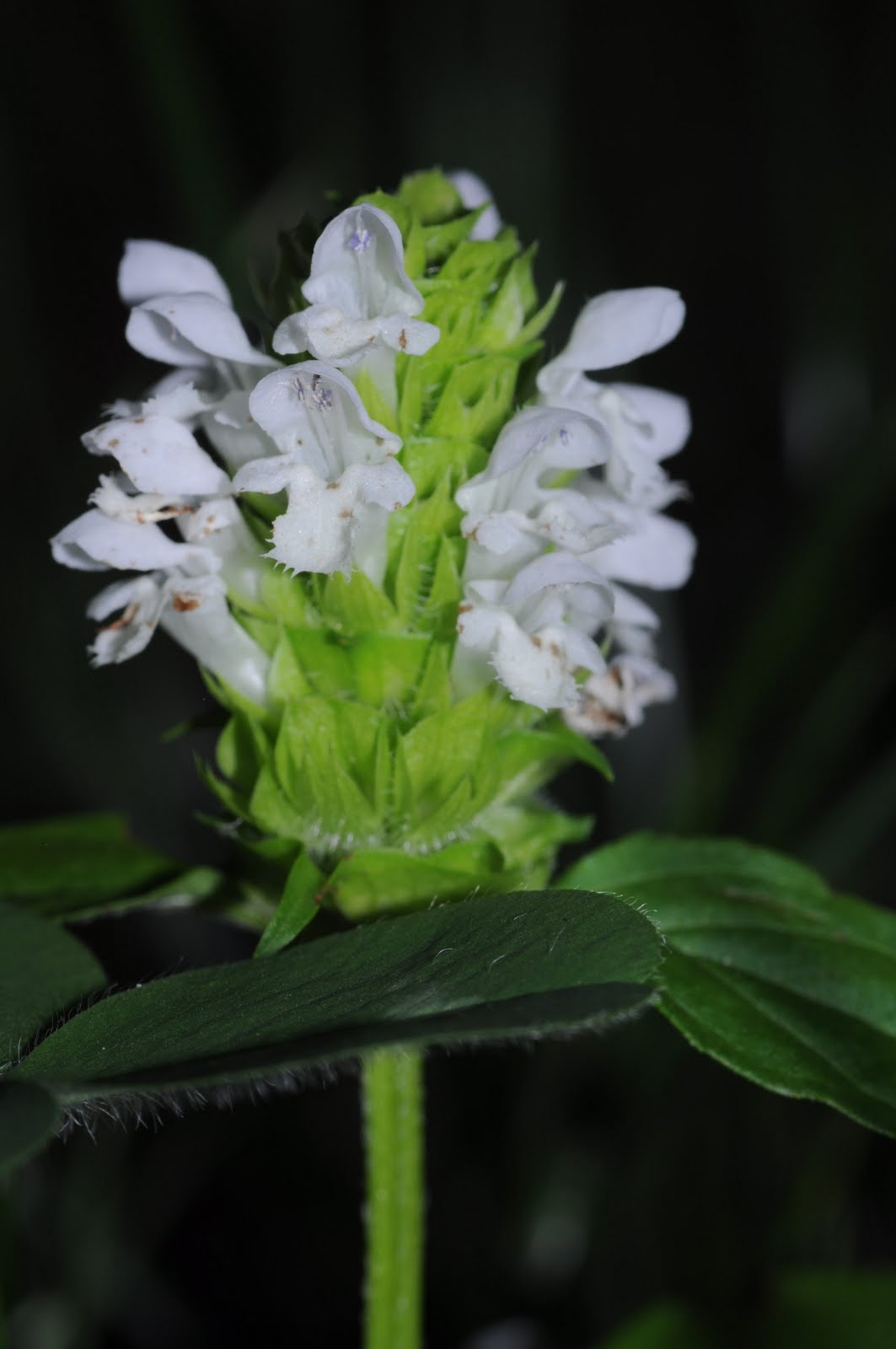 An Adirondack Naturalist in Illinois Flora Blanca