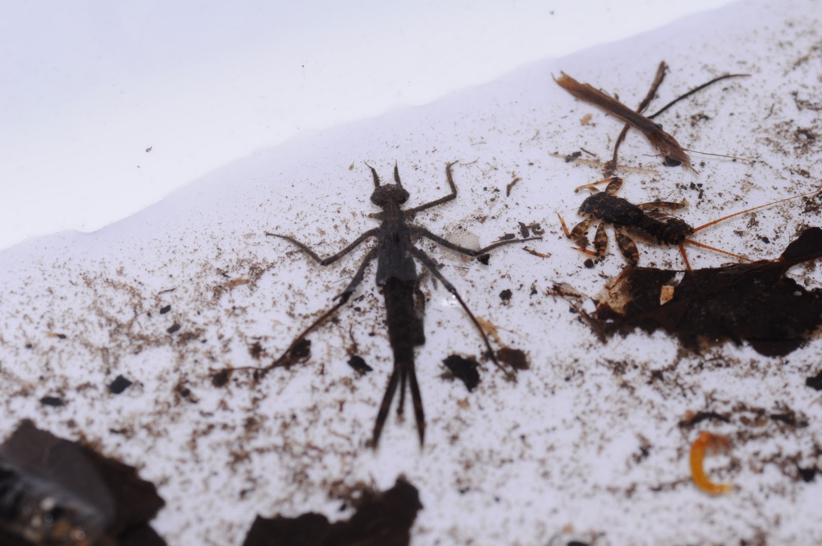 Dragonfly+nymph+facts+for+kids