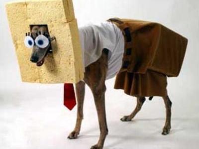 [spongedogsquarepants.jpg]