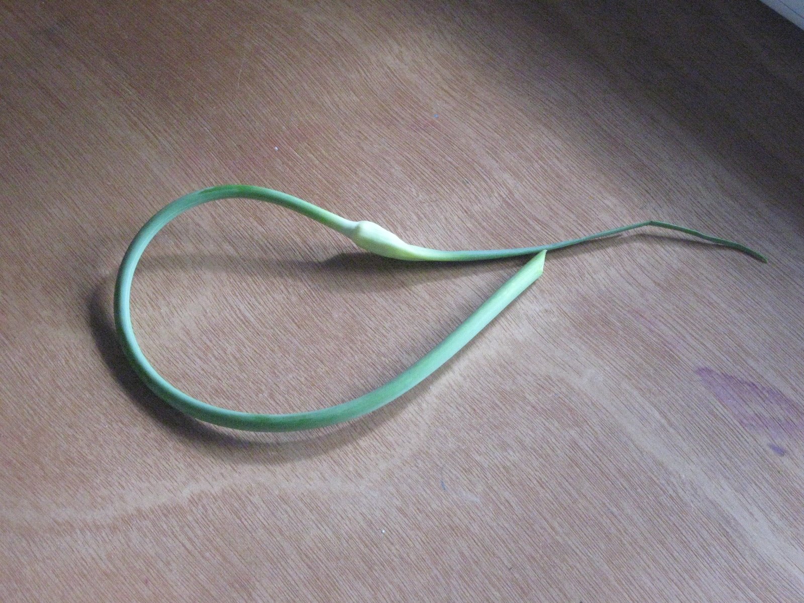 [IMG_1704.JPG]