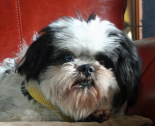 do shih tzu bark walkin the bark rescue prince charming the special needs shih tzu do shih tzu bark walkin the bark rescue prince charming the special needs shih tzu
