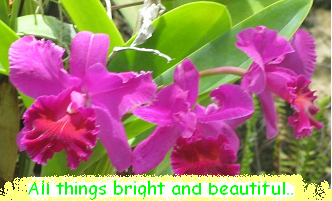 All things bright and beautiful....