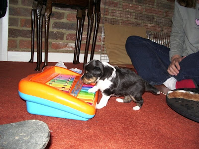  Girls on The Skateboard Always Ends Up A Big Hit With The Pups  I Do Not Know