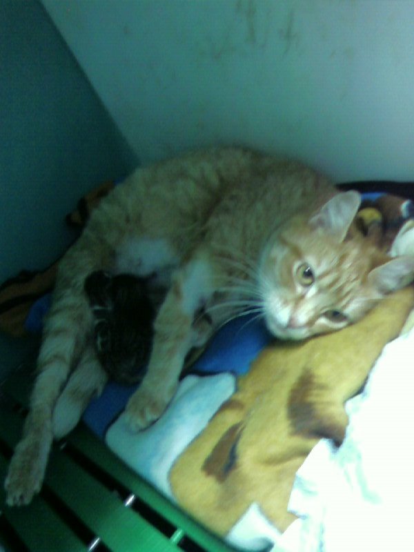 [mamma+adottiva.jpg]