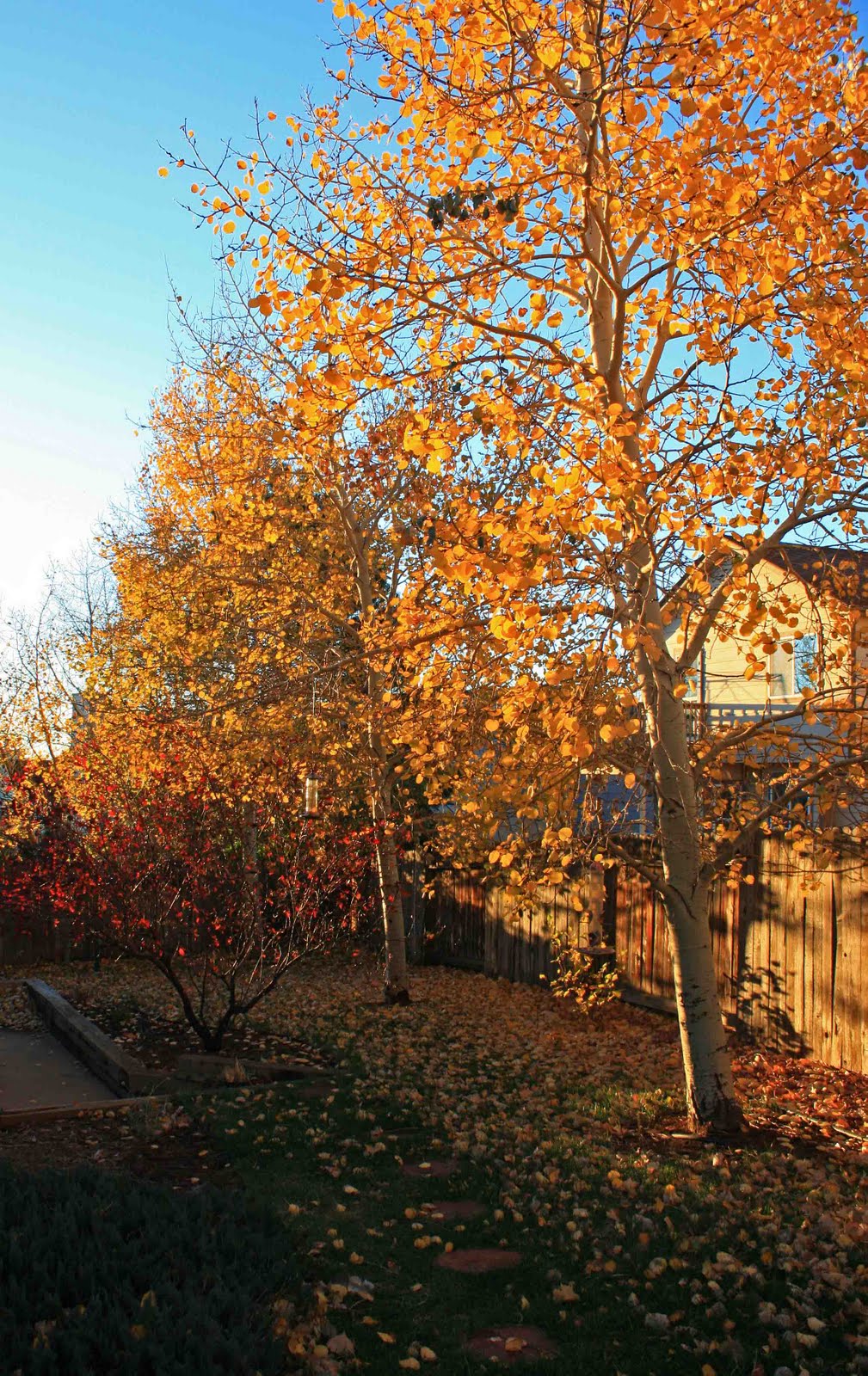 fall at aspen hill