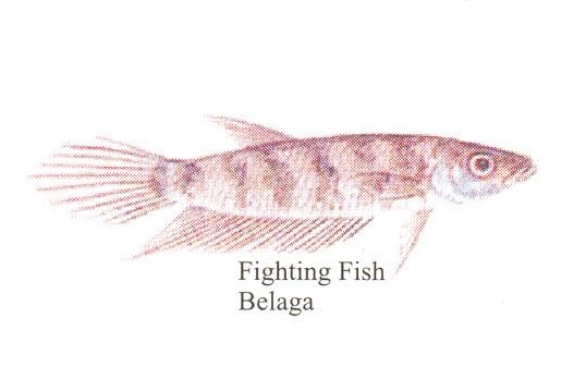 belaga fighting fish