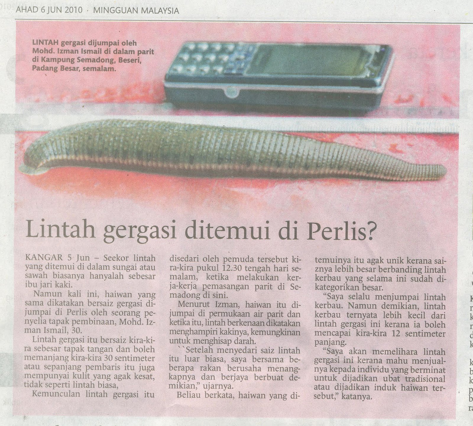 78+ Gambar Lucu Hewan Lintah 78+ Gambar Lucu Hewan Lintah