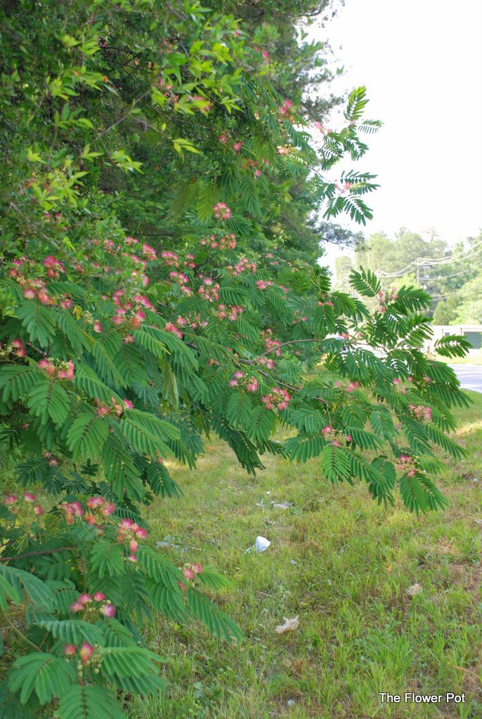 The Flower Pot Mimosa