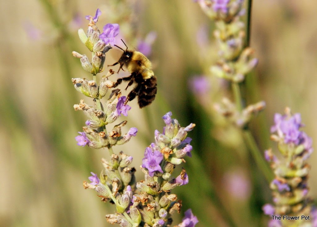 The Flower Pot Lavender Bee