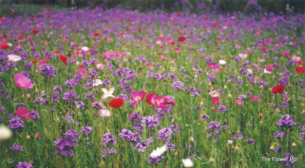 Yellow Flower Fields North Carolina HD wallpaper (1024 x 565 ) Flower Wallpaper