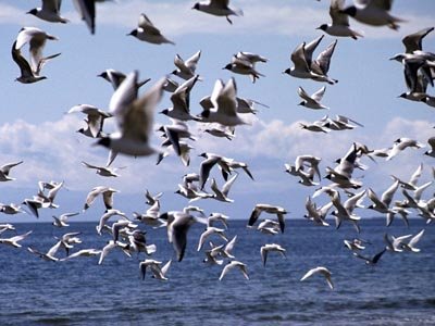 [pajaros-volando.jpg]