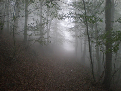 Noche en el bosque prohibido( libre) - Página 2 Niebla+en+el+bosque