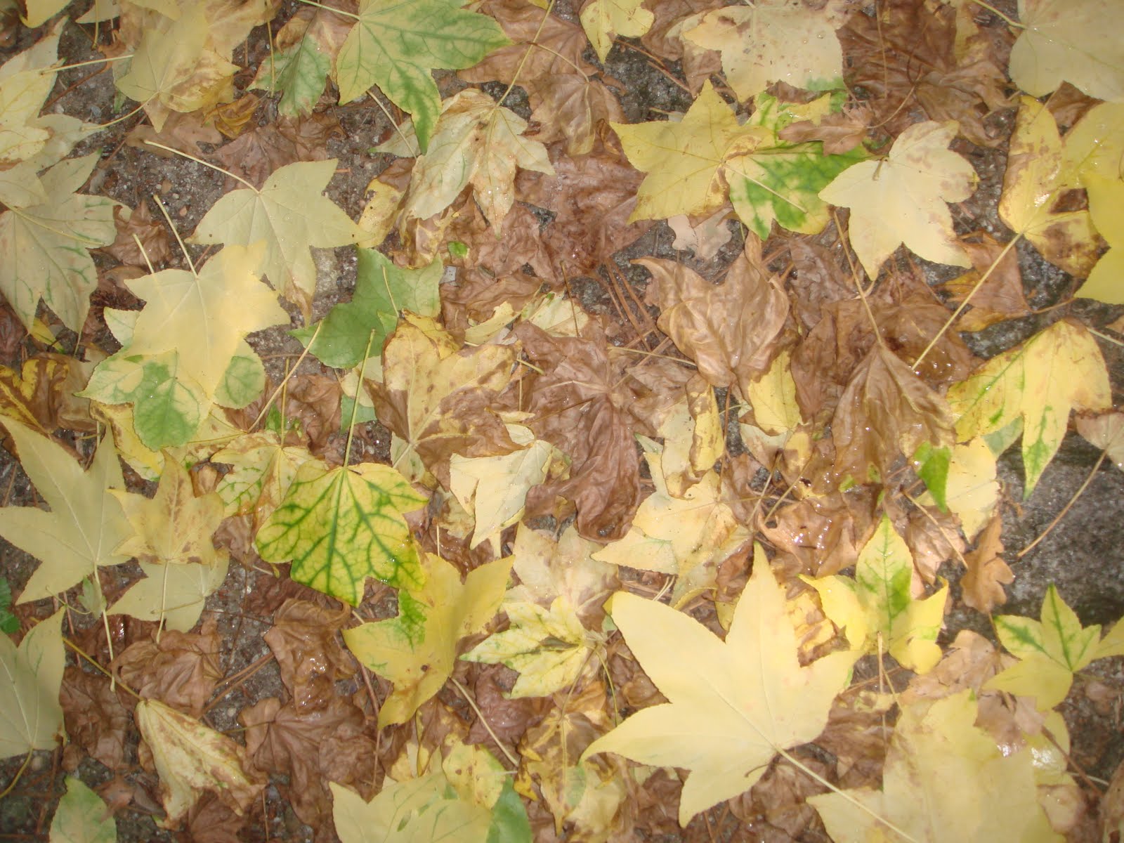 [DSC03575.JPG]