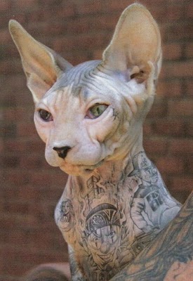 [cat+tattoo+2.jpg]
