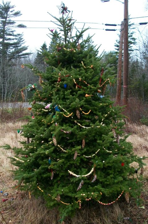 Golden Chain Tree Golden Chain Tree