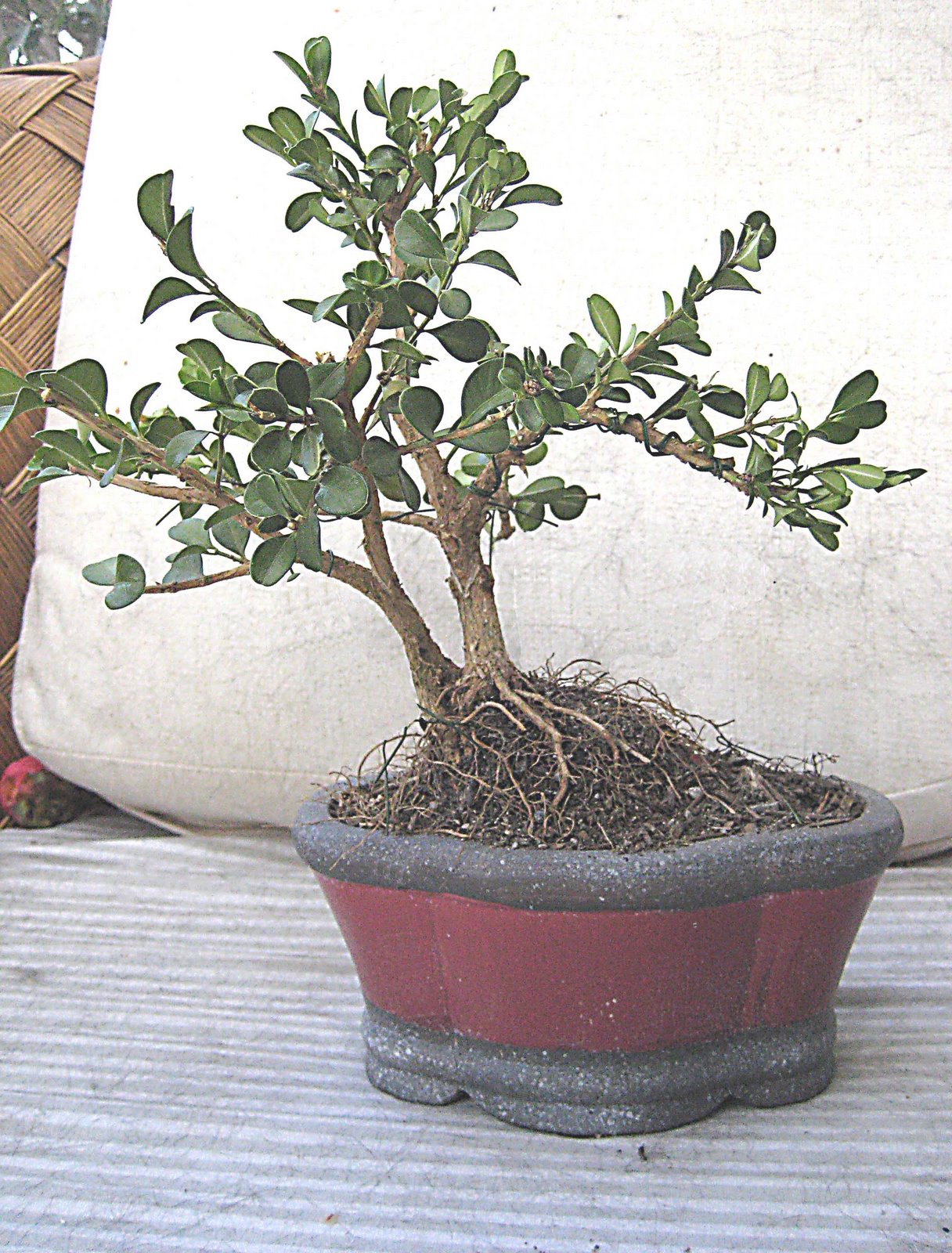 [bonsai+sm+2.jpg]