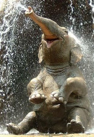 [elephant-having-fun.jpg]