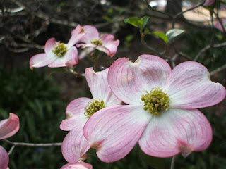 Dogwood+tree+facts+for+kids
