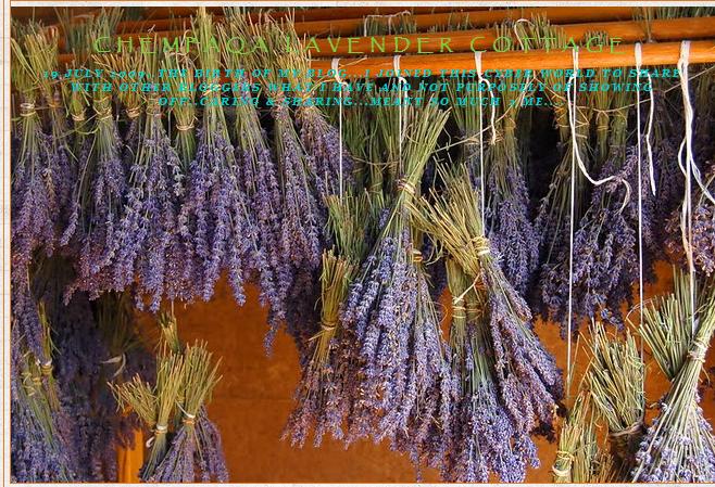 Lavender Malaysia